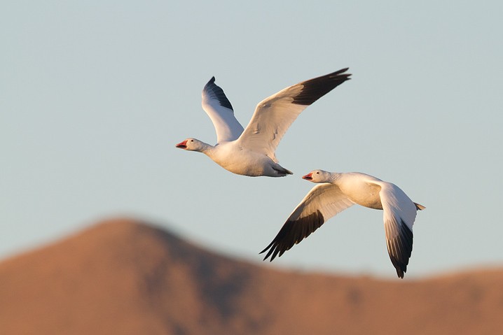 Schneegans Anser caerulescens Snow Goose